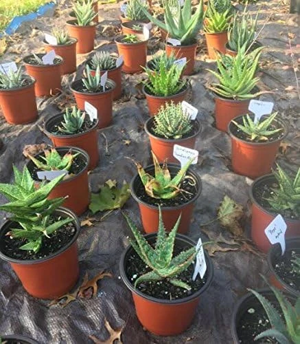 Plastic Plant T-Type Tags